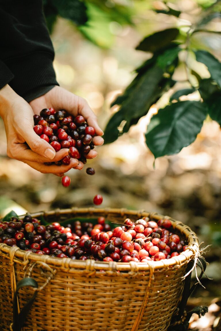 Organic Coffee – Ultimate Guide: Why To Choose